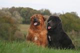 DOGUE DU TIBET 586